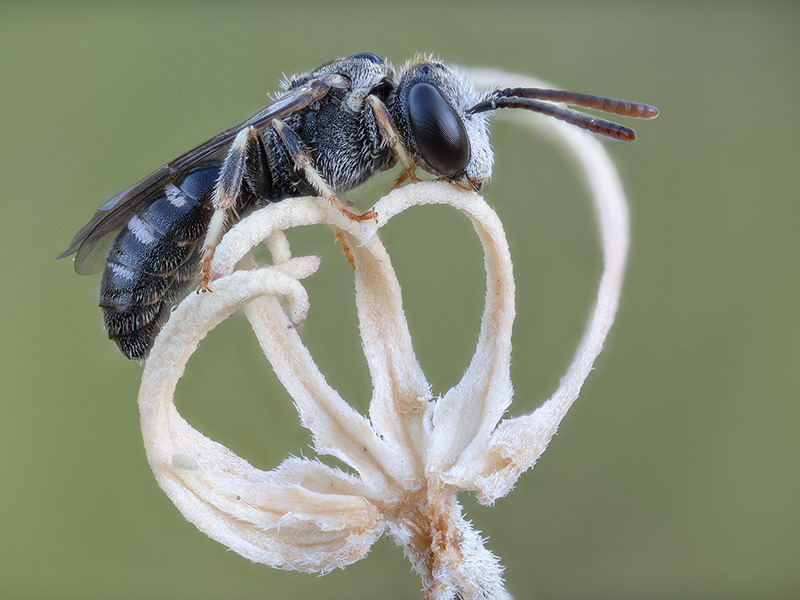 Apidae Halictinae  : Lasioglossum sp., maschio